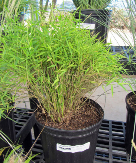 Pogonatherum Baby Bamboo