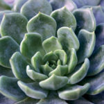 5198 Green Succulent Global Forever, Echeveria Plant
