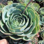 5198 Green Succulent Global Forever, Echeveria Plant