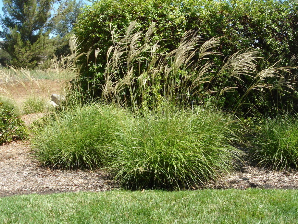 Evergreen Miscanthus - Green Meadow Growers