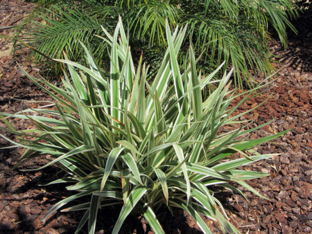 Dianella Variegated Flax Lily