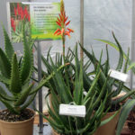 Aloe hybrid Blooming Aloes Always Red